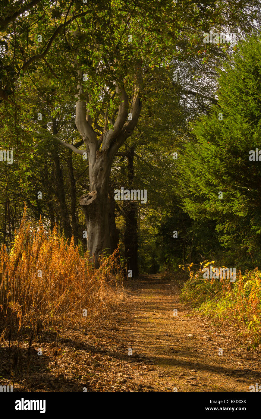 Waldspaziergang zu Beginn des Herbstes. Stockfoto