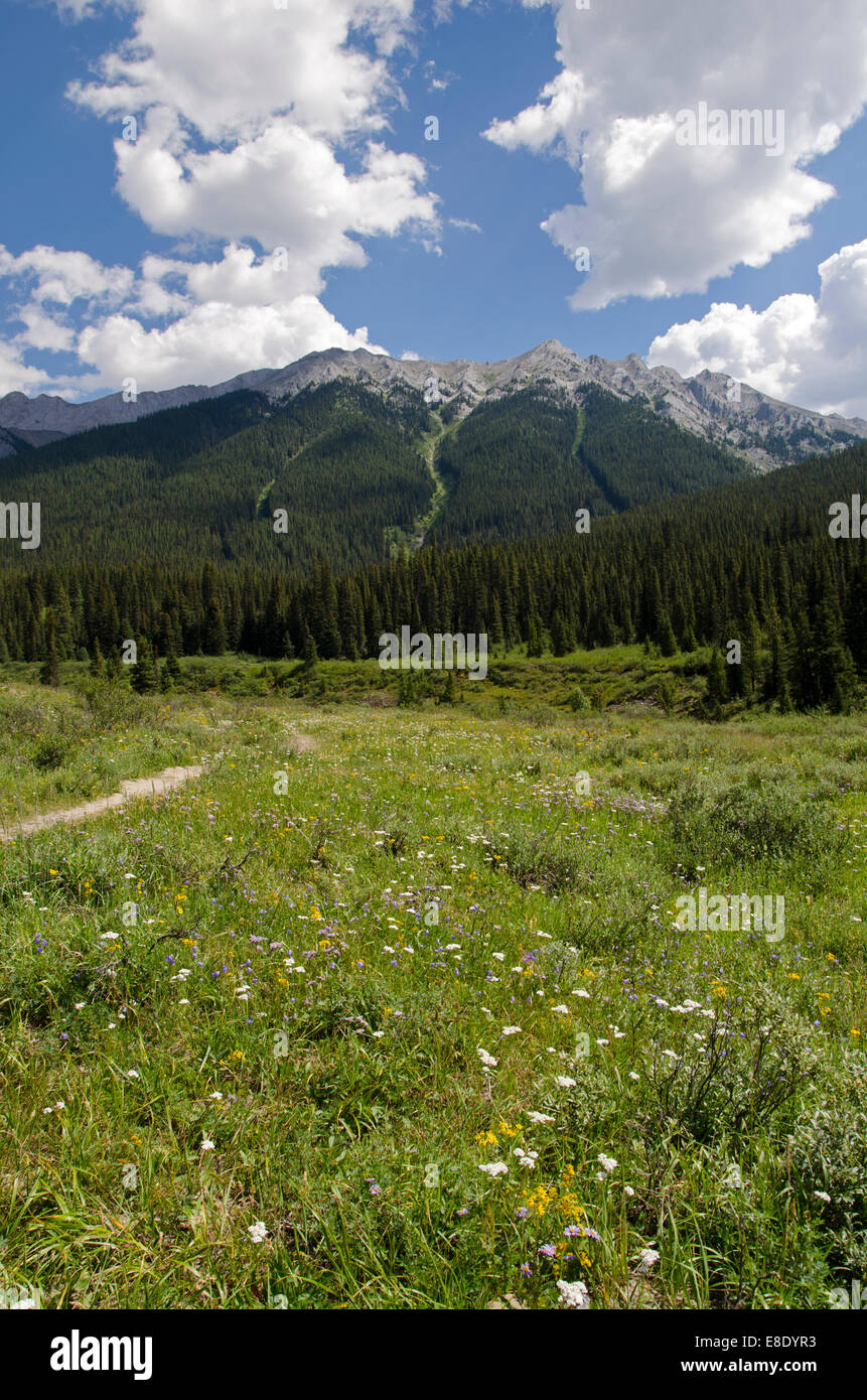 Wiese am Ende der Johnston Canyon Trail, British Columbia, Kanada Stockfoto