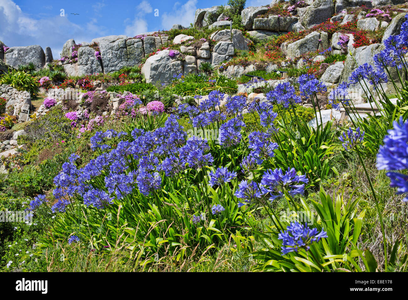 Agapanthus Blumen auf den Scilly-Inseln Stockfoto