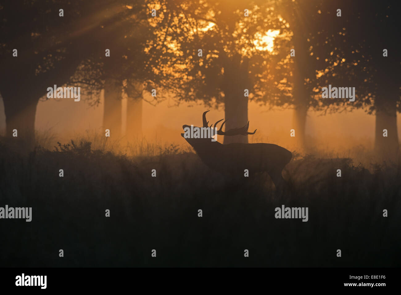 Männliche Rotwild (Hirsch)-Cervus Elaphus, brüllen bei Sonnenaufgang während der Brunftzeit. UK Stockfoto