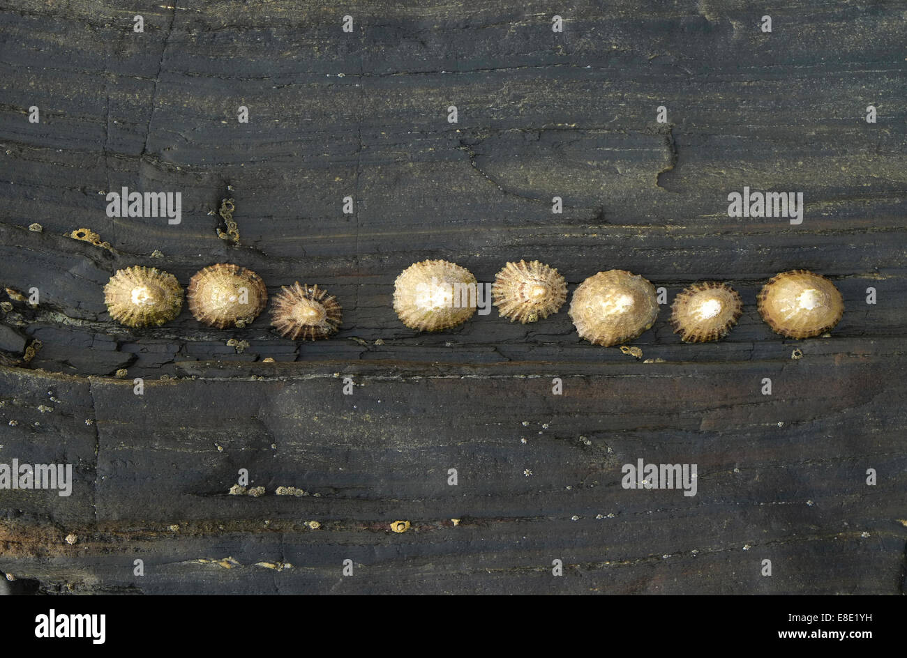 acht Limpet Muscheln in einer Reihe auf Rock, Cancale, Bretagne, Frankreich Stockfoto