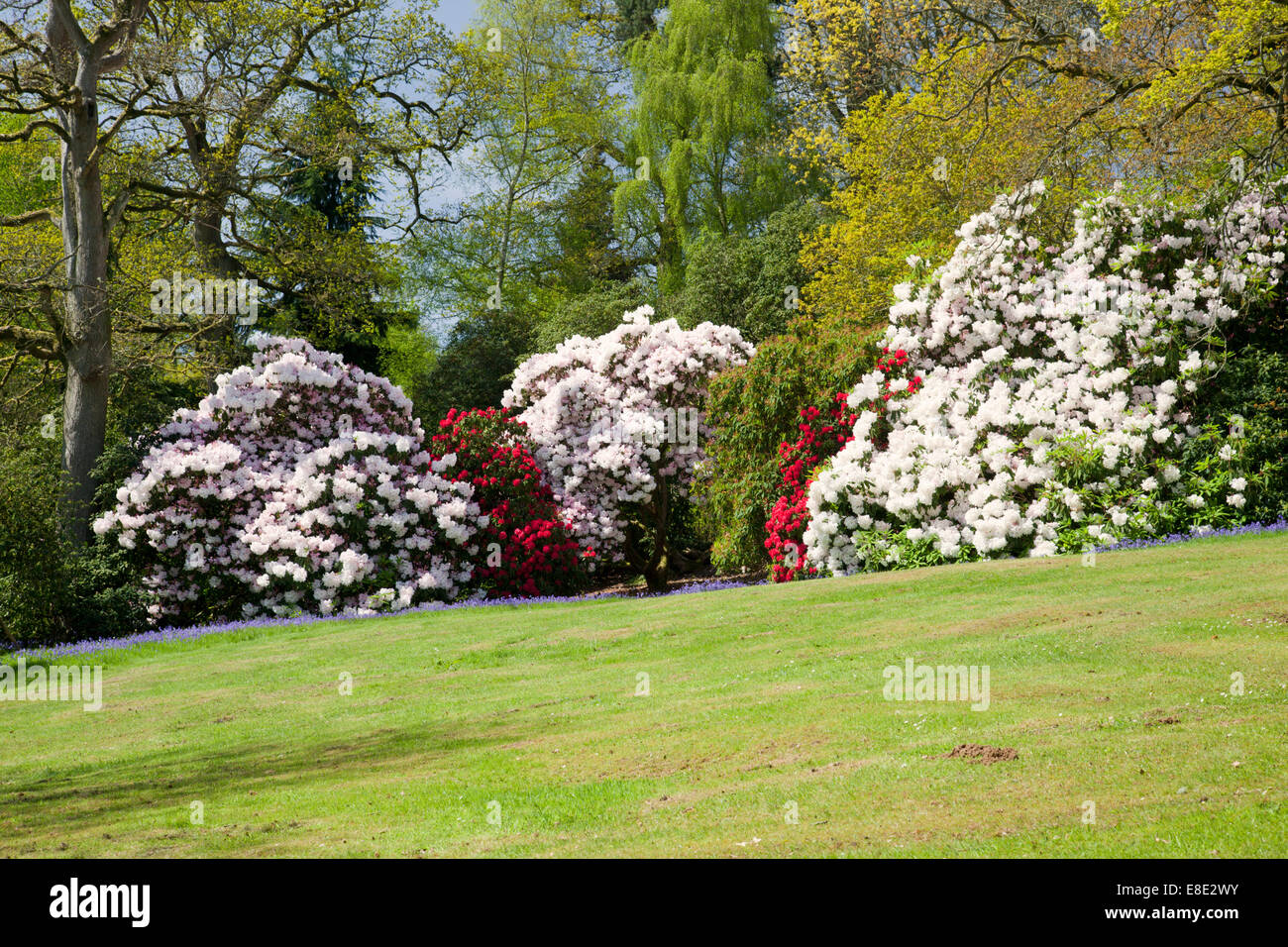 Bowood Frühling blühenden Rhododendron Garten, Derry Hill, Calne, Wiltshire, England, Großbritannien Stockfoto