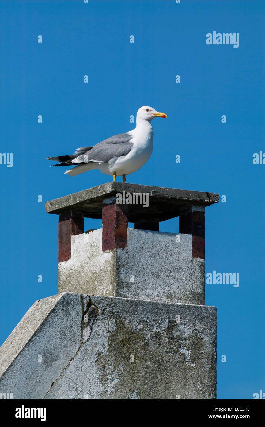 Gelb-legged Möve, Larus Michahellis, Gard, Frankreich Stockfoto
