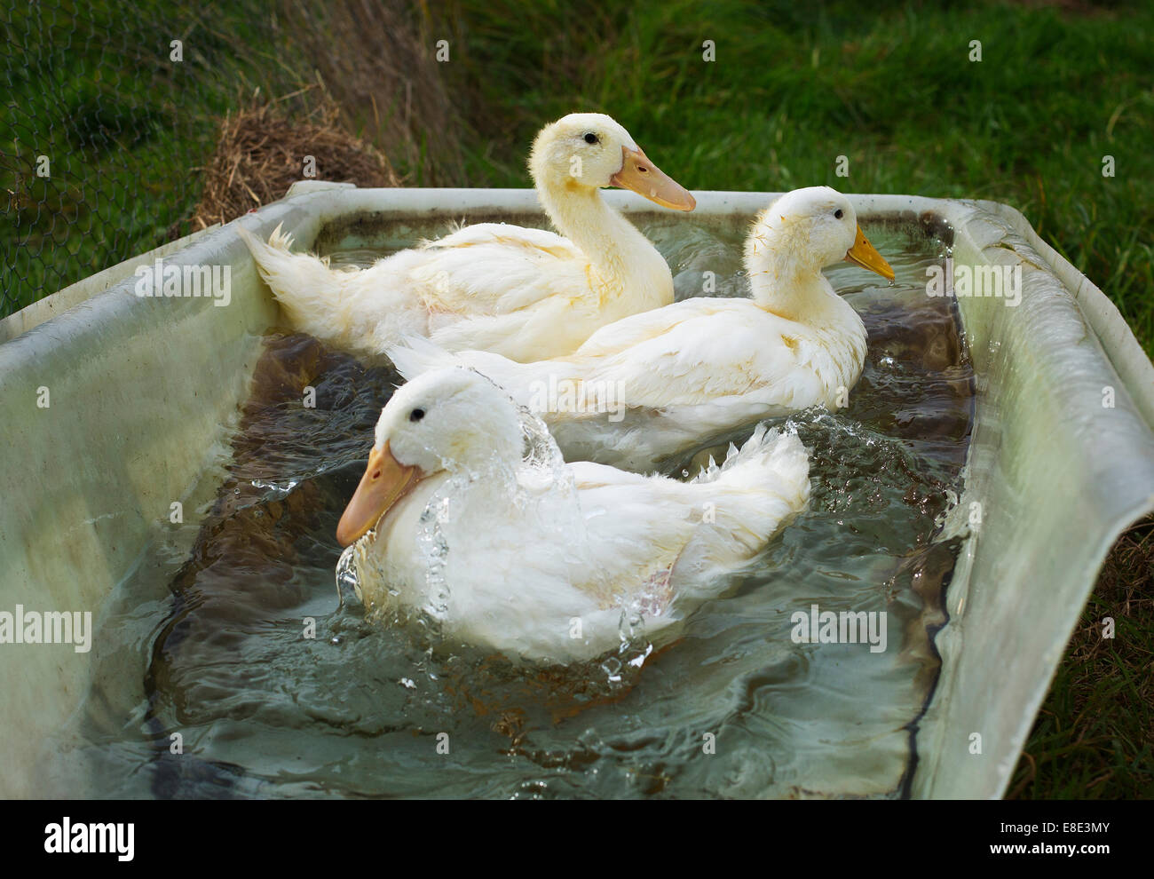 Ayelsbury Enten in einem Bad Stockfoto