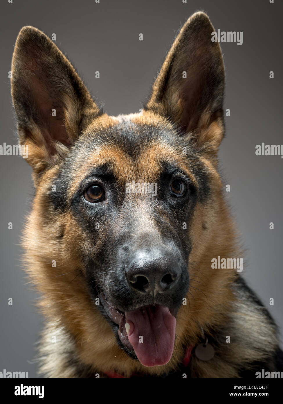 Studioaufnahme von Deutscher Schäferhund auf grauem Hintergrund Stockfoto