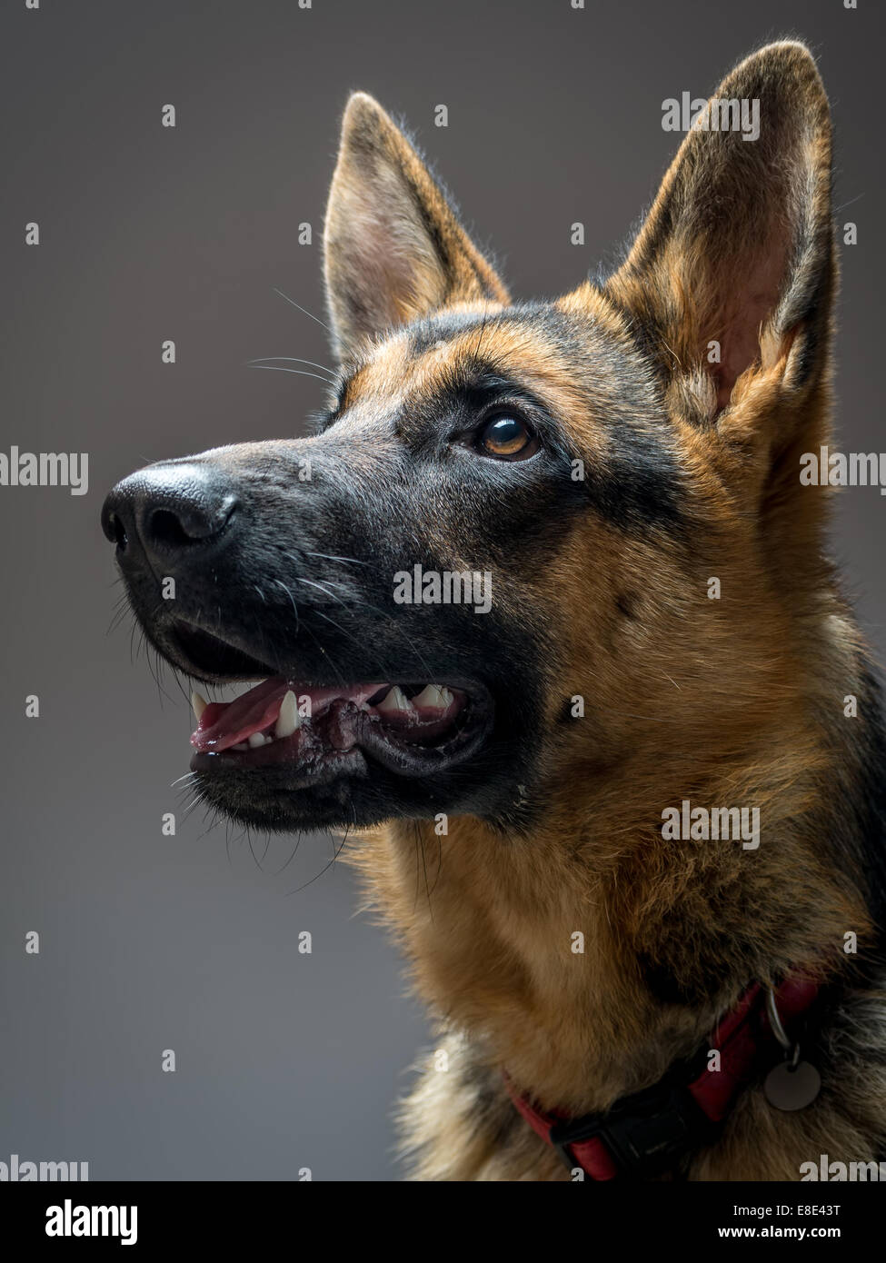 Studioaufnahme von Deutscher Schäferhund auf grauem Hintergrund Stockfoto