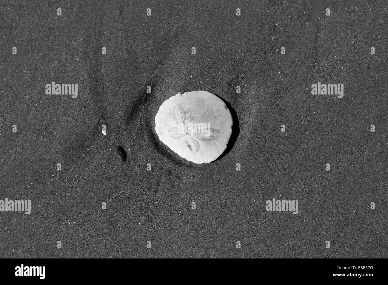 Sanddollar am Sandstrand Stockfoto