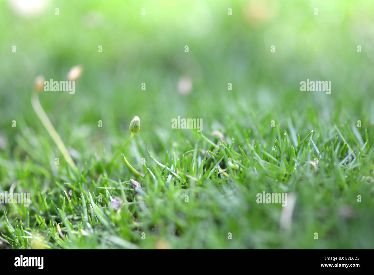 Grasgrün Textur für Hintergrund Stockfoto