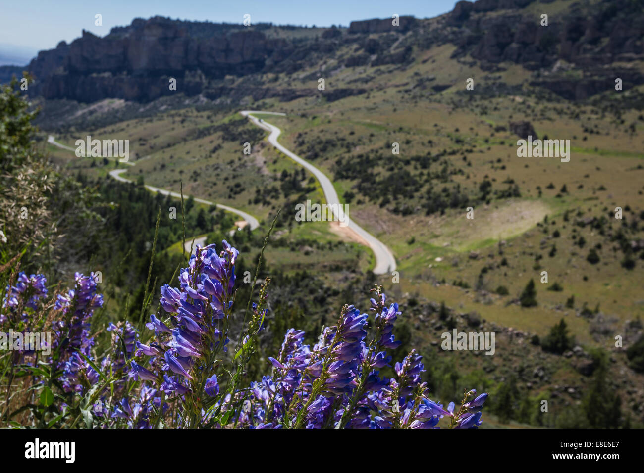 am Nachmittag Blick auf die zehn Schlaf Canyon in Wyoming mit schönen Frühlingsblumen im Vordergrund Stockfoto