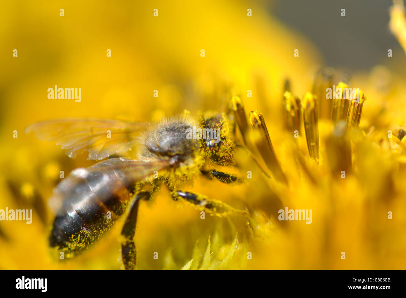 Nahaufnahme von Biene auf Sonnenblume Stockfoto