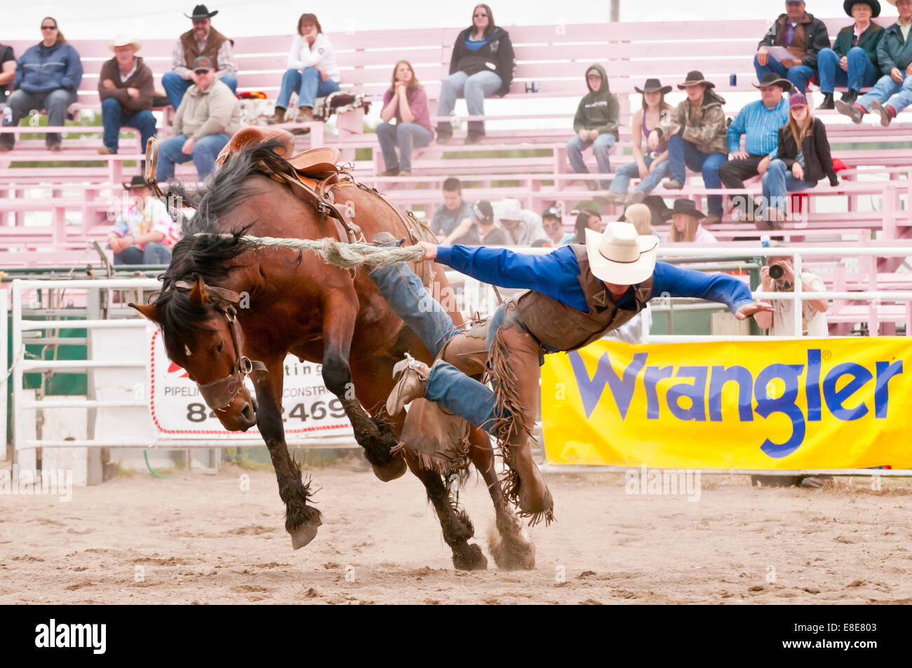 Cowboy, Sattel Bronc Reiten, Sundre Pro Rodeo, Sundre, Alberta, Kanada Stockfoto