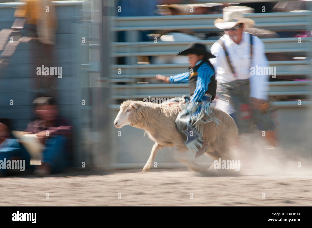 Hammel Zerschlagung Event, Kinder reiten Schafe, First Nations, T'suu Tina Rodeo, Bragg Creek, Alberta, Kanada Stockfoto