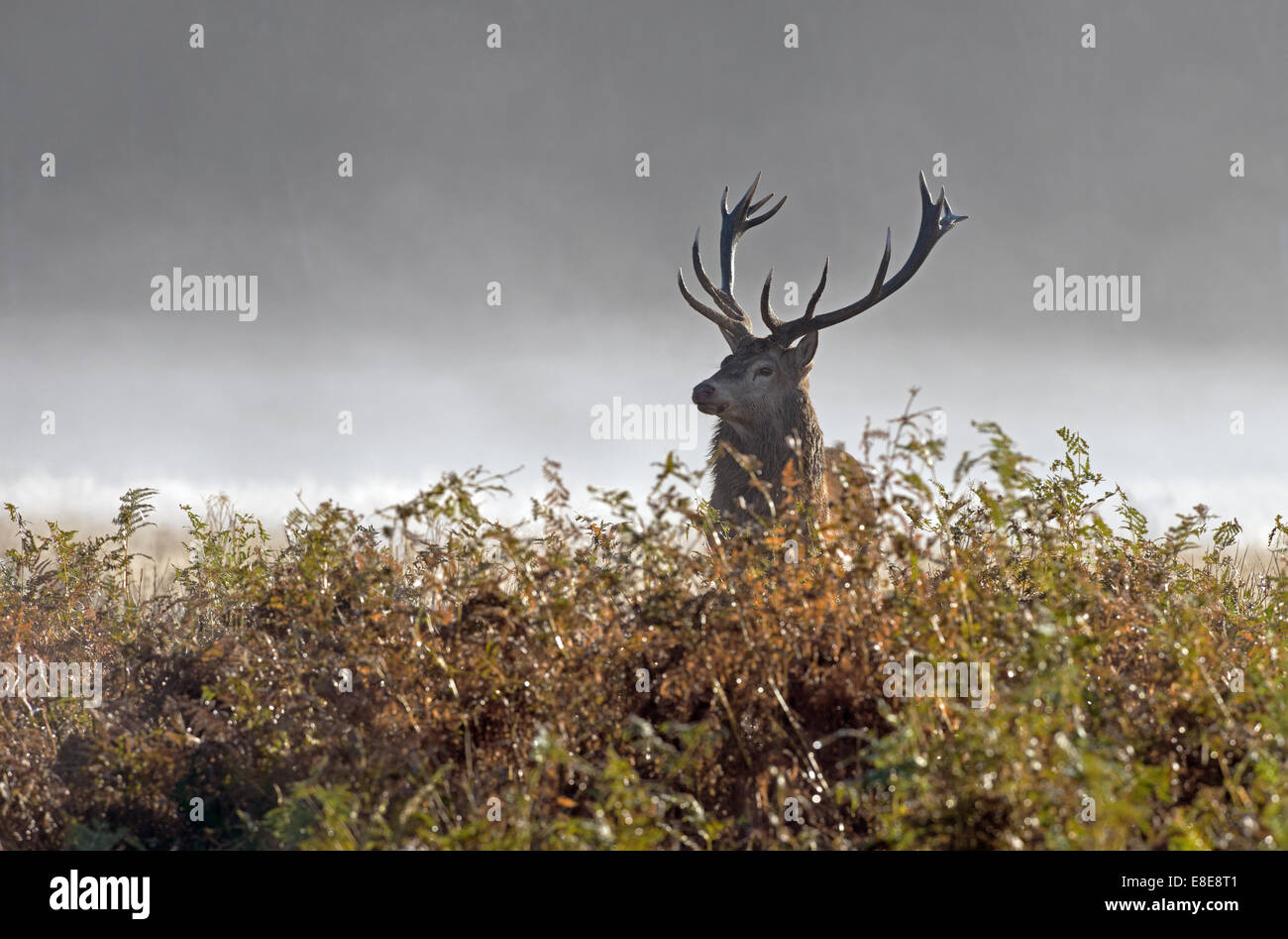 Männliche Rotwild (Hirsch)-Cervus Elaphus im Richmond Park, während der Brunftzeit. UK Stockfoto