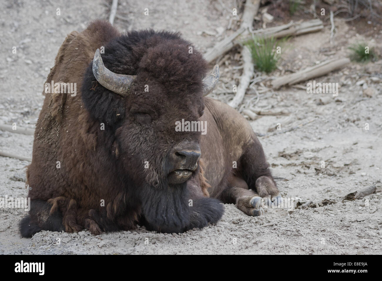 männliche amerikanische Büffel in der Nähe von einem Schlammvulkan im Yellowstone-Nationalpark, mit warmen Dampf und Mineral riecht Stockfoto