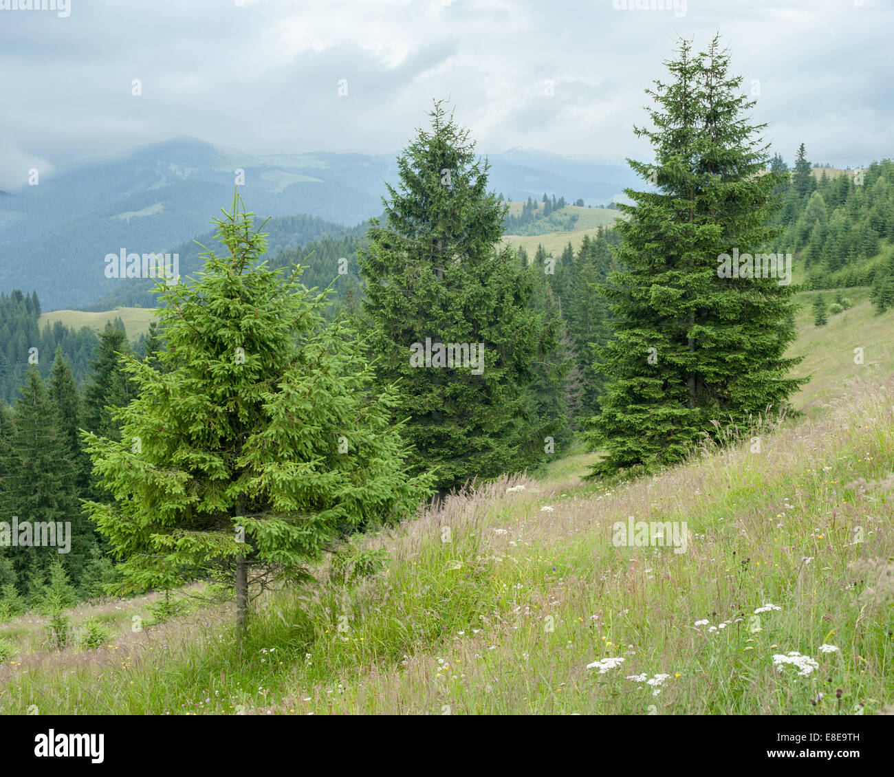 Nebligen Morgen Landschaft mit Highland Kiefernwald auf Karpaten. Ukraine-Reiseziele und Reisen Hintergrund Stockfoto