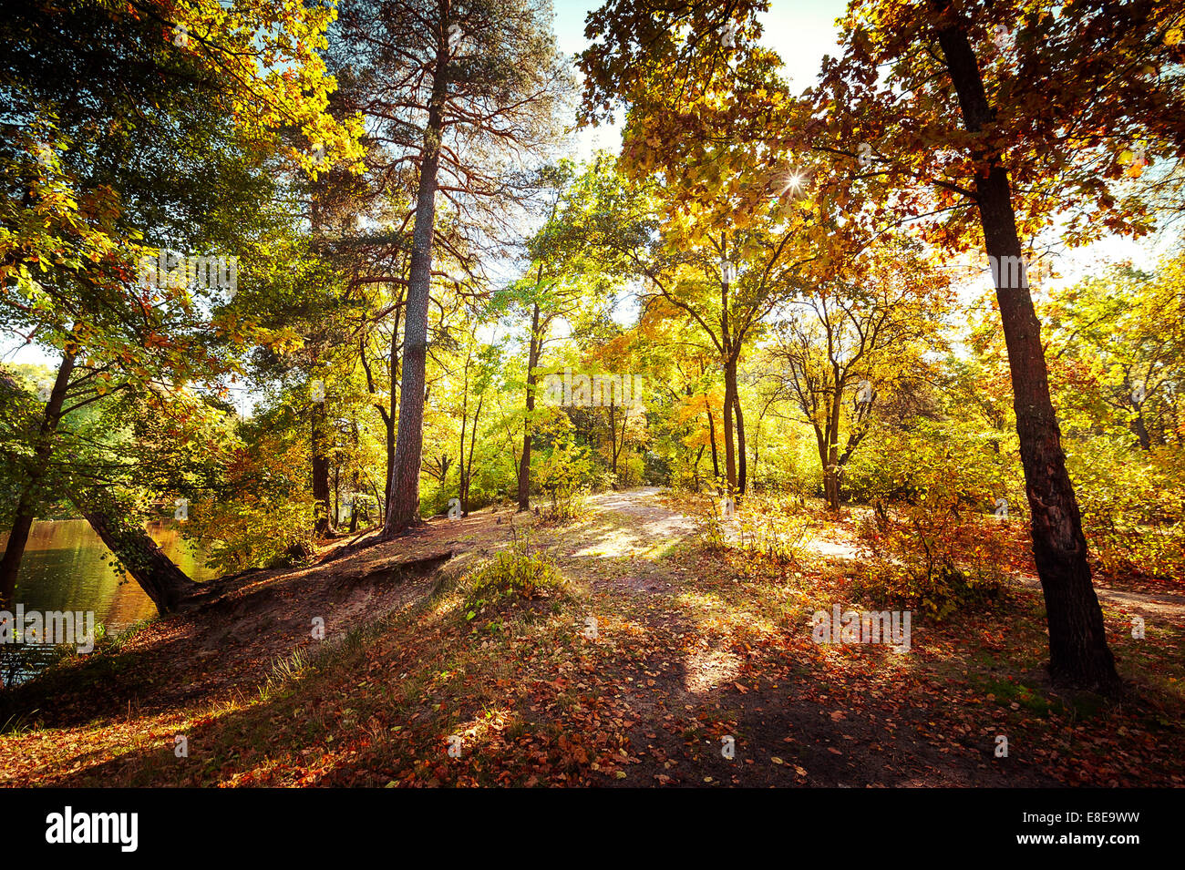 Sonniger Tag im Outdoorpark mit bunten Herbst Bäume. Erstaunliche leuchtenden Farben der Naturlandschaft Stockfoto