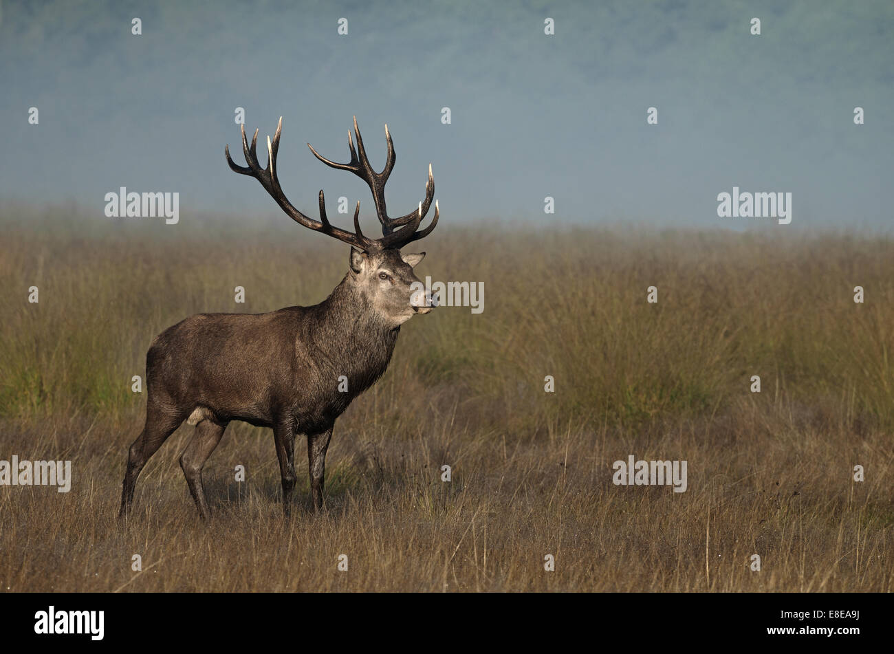 Männliche Rotwild (Hirsch)-Cervus Elaphus im Richmond Park, während der Brunftzeit. UK Stockfoto