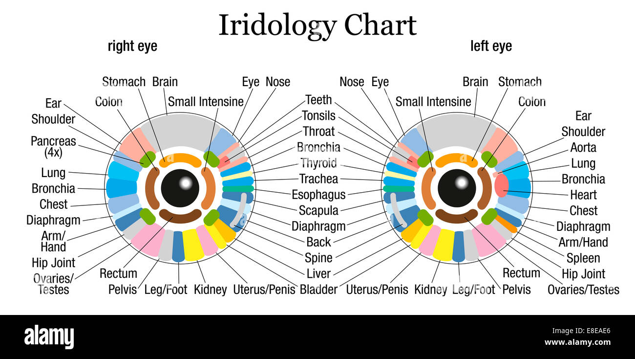 Iridologie oder Iris Diagnose Diagramm mit genauer Beschreibung der entsprechenden inneren Organe und Körperteile. Stockfoto
