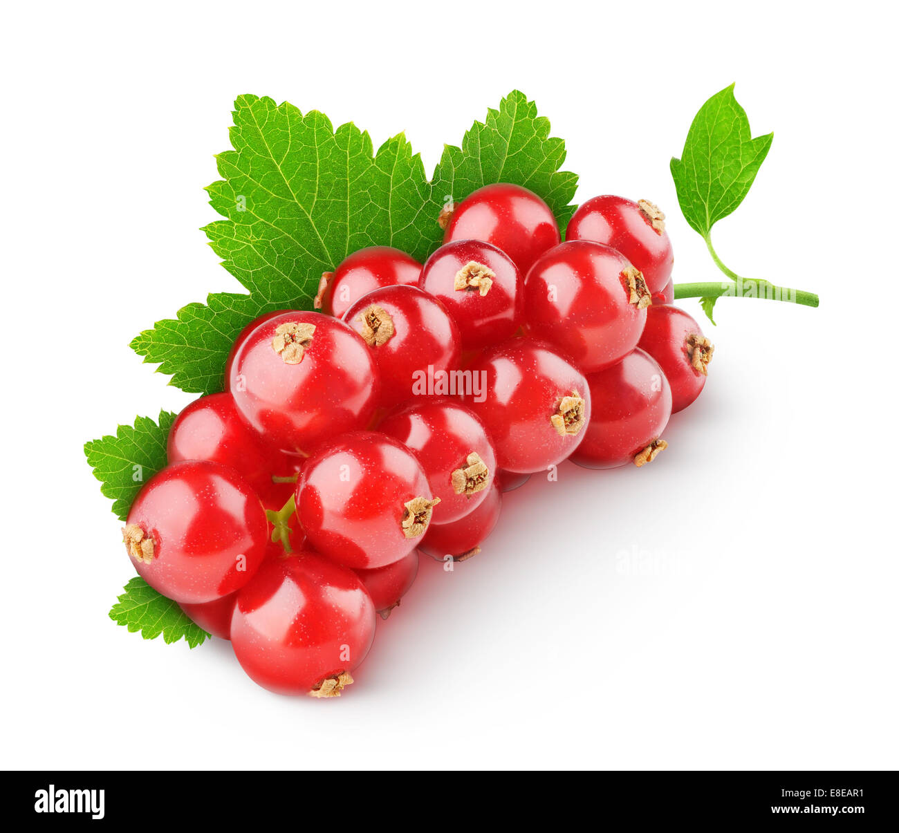 Rote Johannisbeeren, isoliert auf weiss Stockfoto