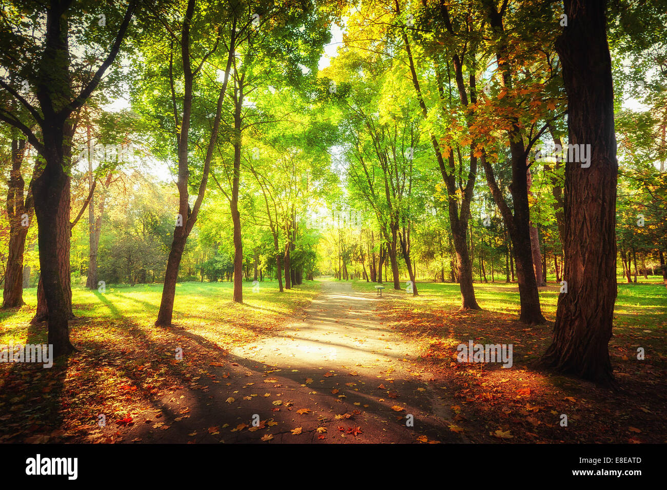 Sonniger Tag im Outdoorpark mit bunten Herbst Bäume und Weg. Erstaunliche leuchtenden Farben der Natur Herbstlandschaft Stockfoto