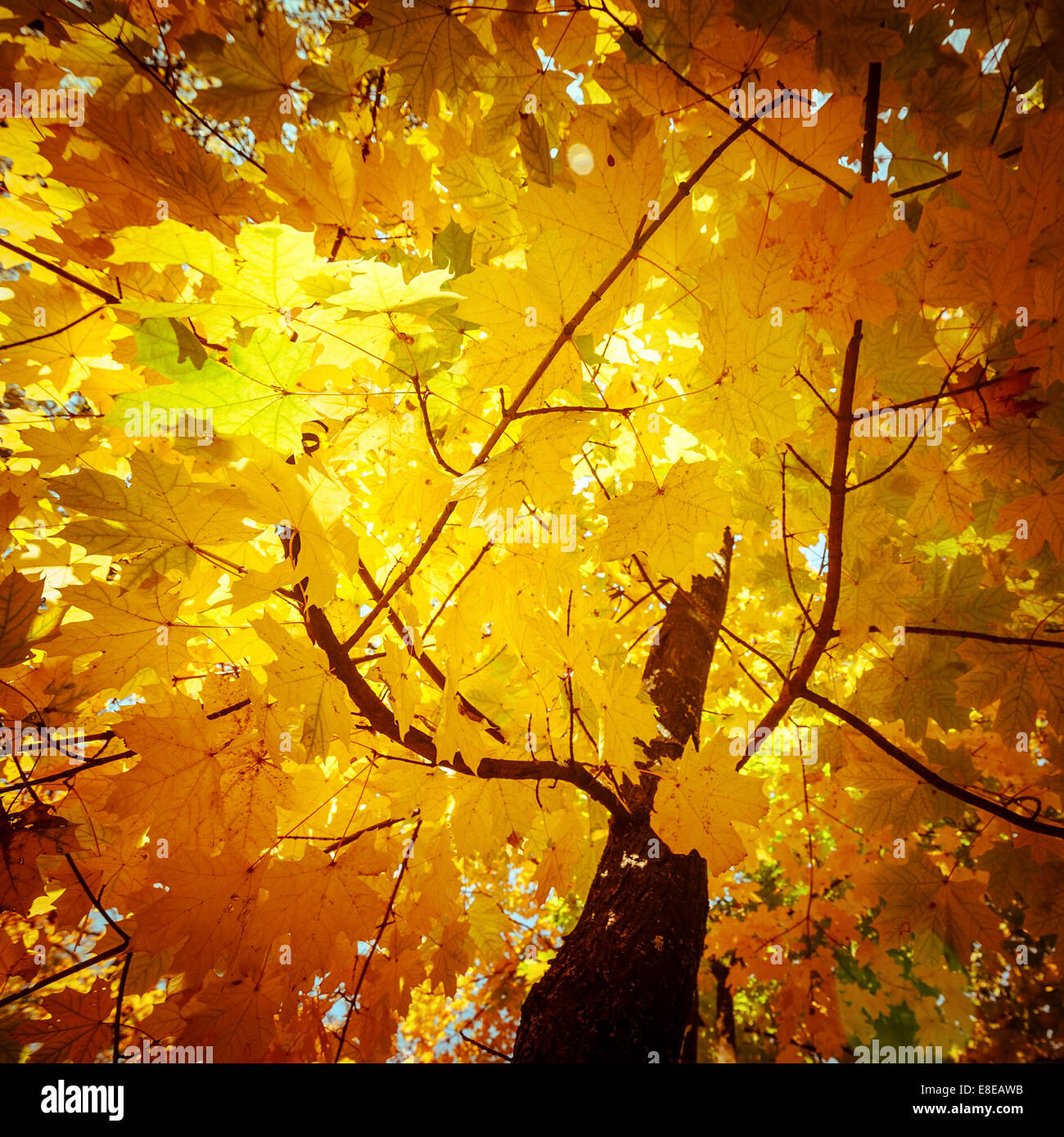 Abstrakte Natur Hintergrund mit bunten Ahorn-Baum-Blätter im herbstlichen Wald. Sonnigen Tag im Park im freien Stockfoto