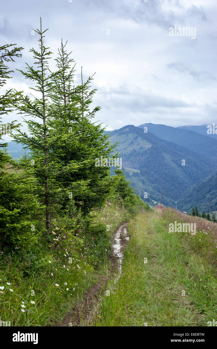 Nebligen Morgen Landschaft mit Highland Wald in Karpaten. Ukraine-Reiseziele und Reisen Hintergrund Stockfoto