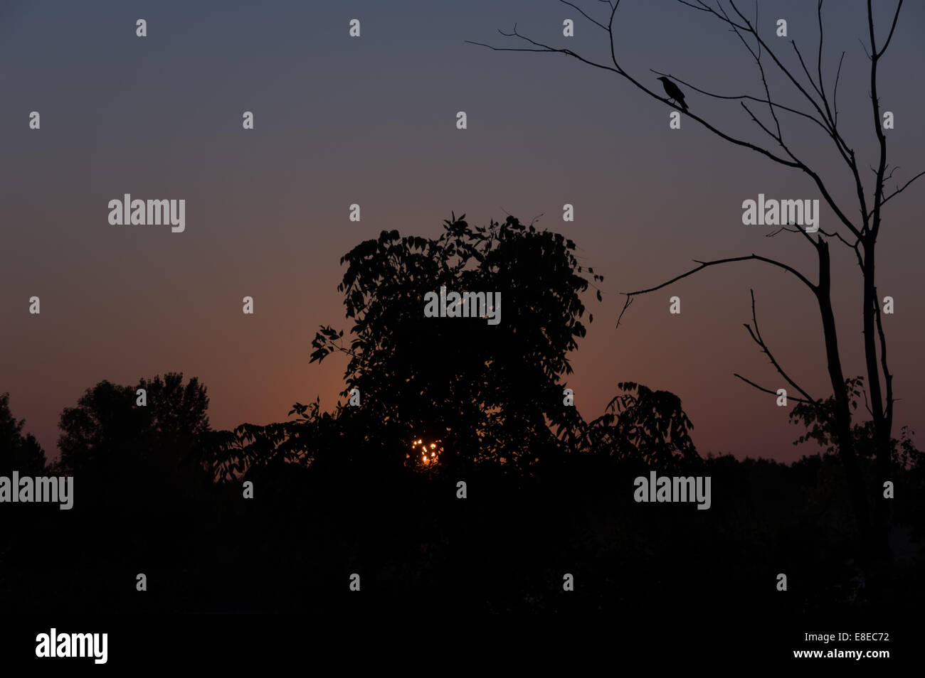 Ein Vogel und Bäume sind durch den Sonnenaufgang am Morgen Silhouette. Stockfoto