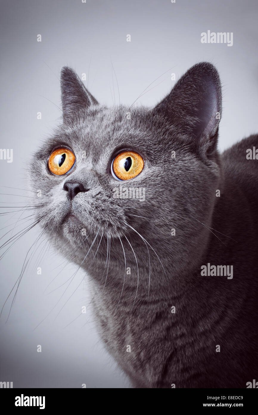 Porträt des jungen kurzhaarige britische graue Katze auf weißem Hintergrund Stockfoto