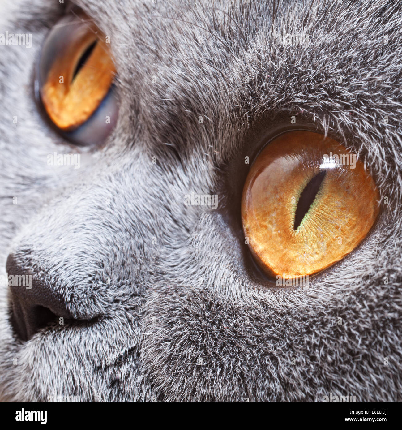 Lustige graue britische Katze mit leuchtend gelben Augen Nahaufnahme Stockfoto