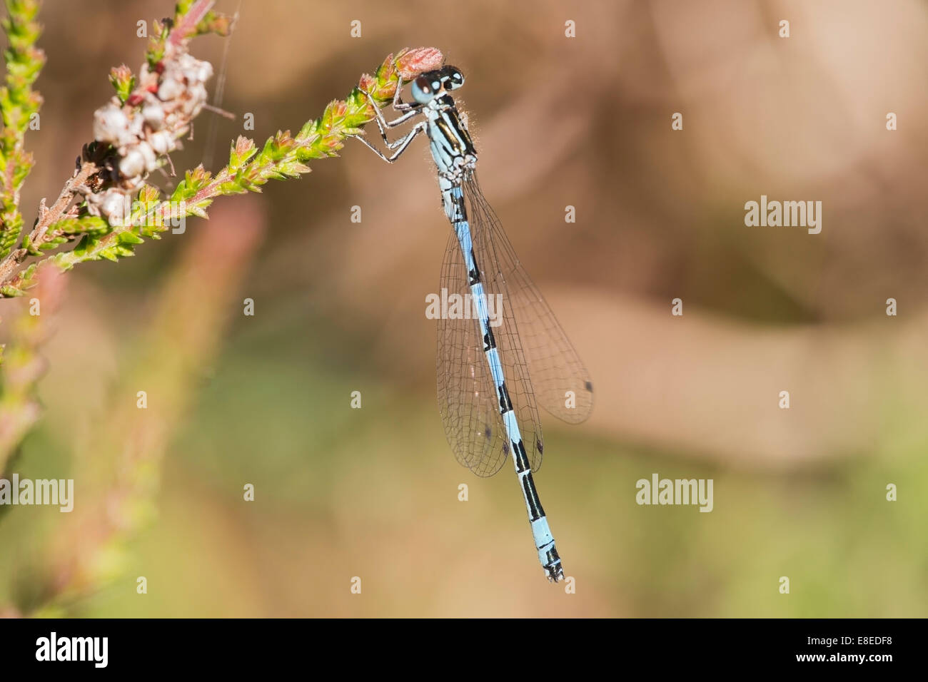 einzigen erwachsenen männlichen südlichen Damselfly ruht auf Vegetation im New Forest, Hamsphire, England Stockfoto