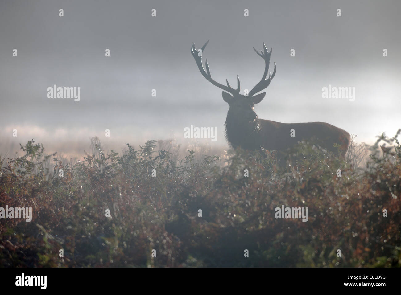 Männliche Rotwild (Hirsch)-Cervus Elaphus im Nebel während der Brunftzeit im Richmond Park, London, Uk Stockfoto