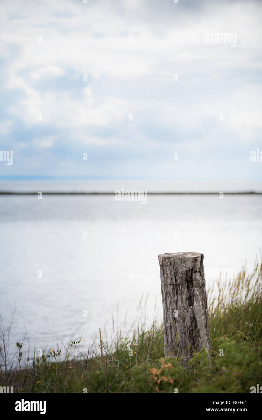 Baumstumpf lange Gras in ruhigen und ruhigen Naturlandschaft. Stockfoto