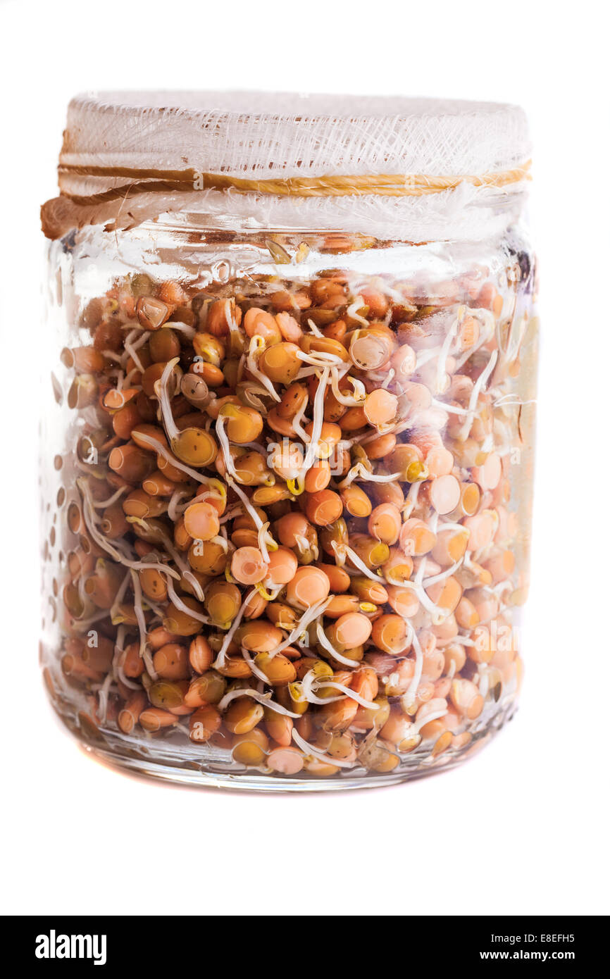 Sprießende Linsen wachsen im Weckglas, Isolated on White Background Stockfoto