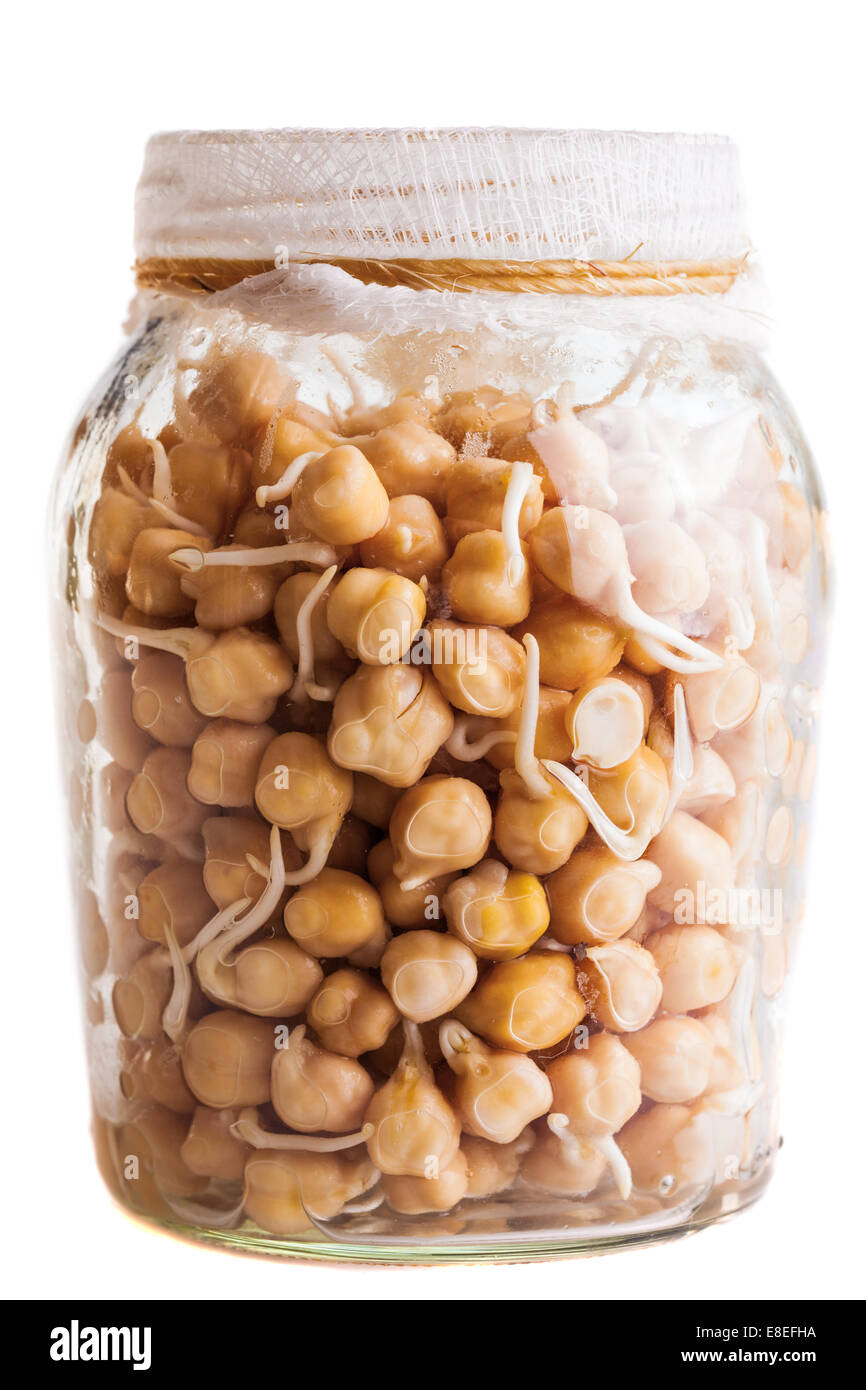 Sprießende Kichererbsen wächst im Weckglas, Isolated on White Background Stockfoto