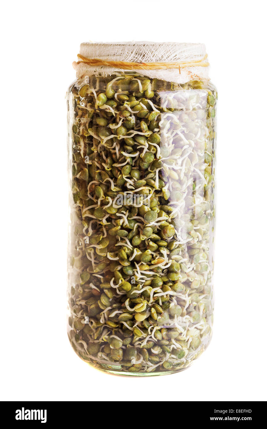 Sprießende Linsen wachsen im Weckglas, Isolated on White Background Stockfoto