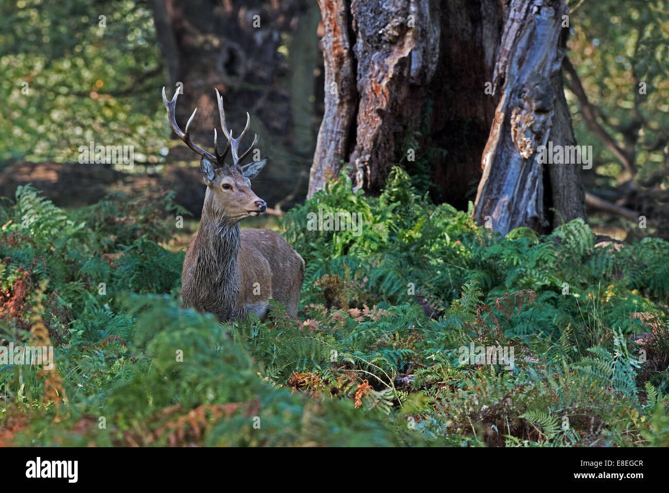 Junge männliche Rotwild (Hirsch)-Cervus Elaphus unter Bracken im Richmond Park, während der Brunftzeit. UK Stockfoto
