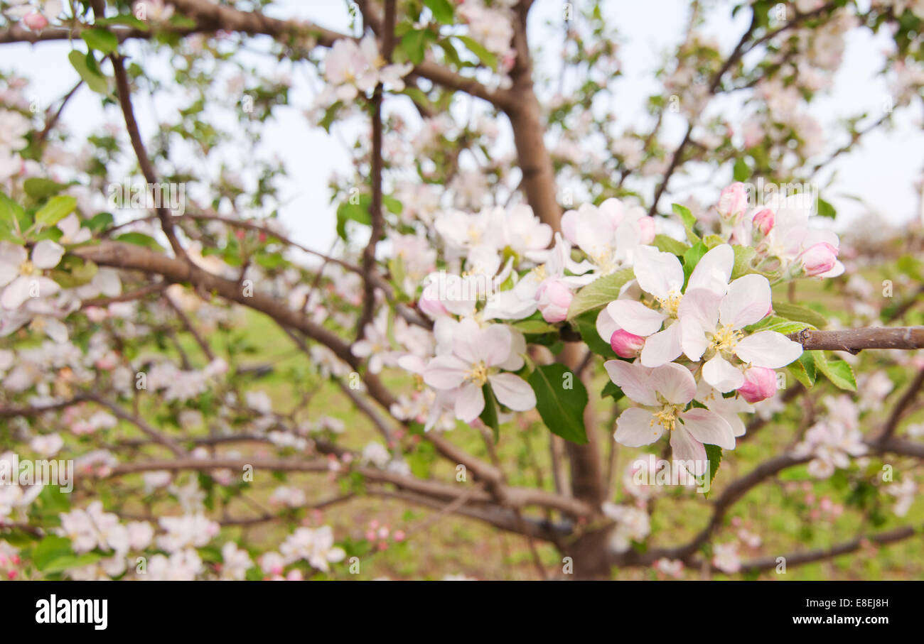 Nahaufnahme von einem blühenden Apfelbaum im Frühjahr Stockfoto