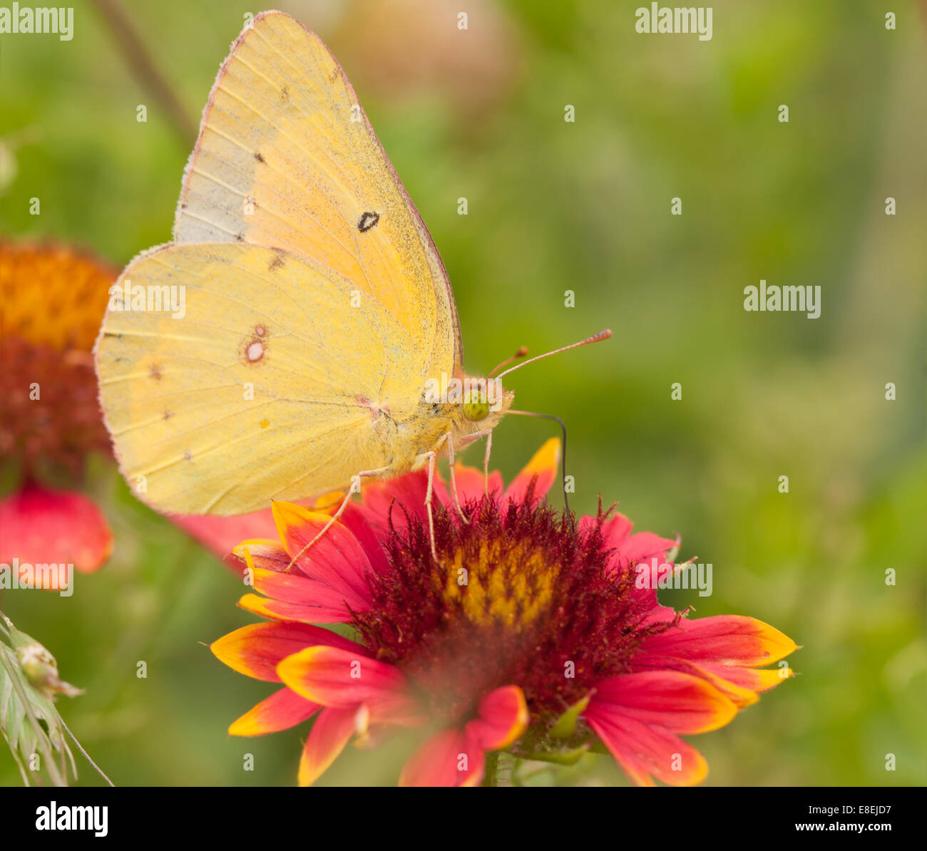 Colias Eurytheme, Orange Schwefel Schmetterling, Fütterung auf einer indischen Blanketflower Stockfoto