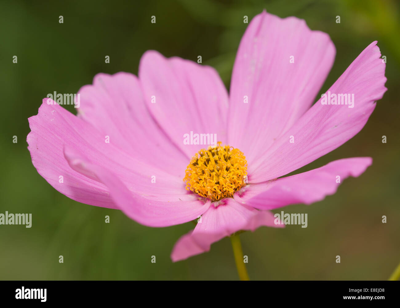 Nahaufnahme einer wunderschönen Rosa Cosmos Blume blühen im Sommer Stockfoto