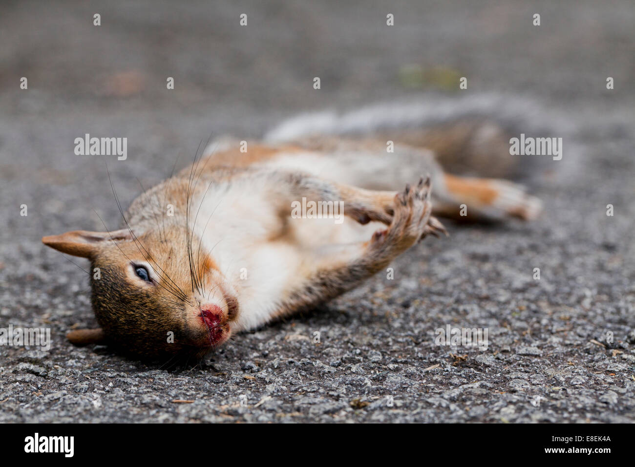 Roadkill Amerikanisches Rotes Eichhörnchen (Tamiasciurus Hudsonicus) - USA Stockfoto