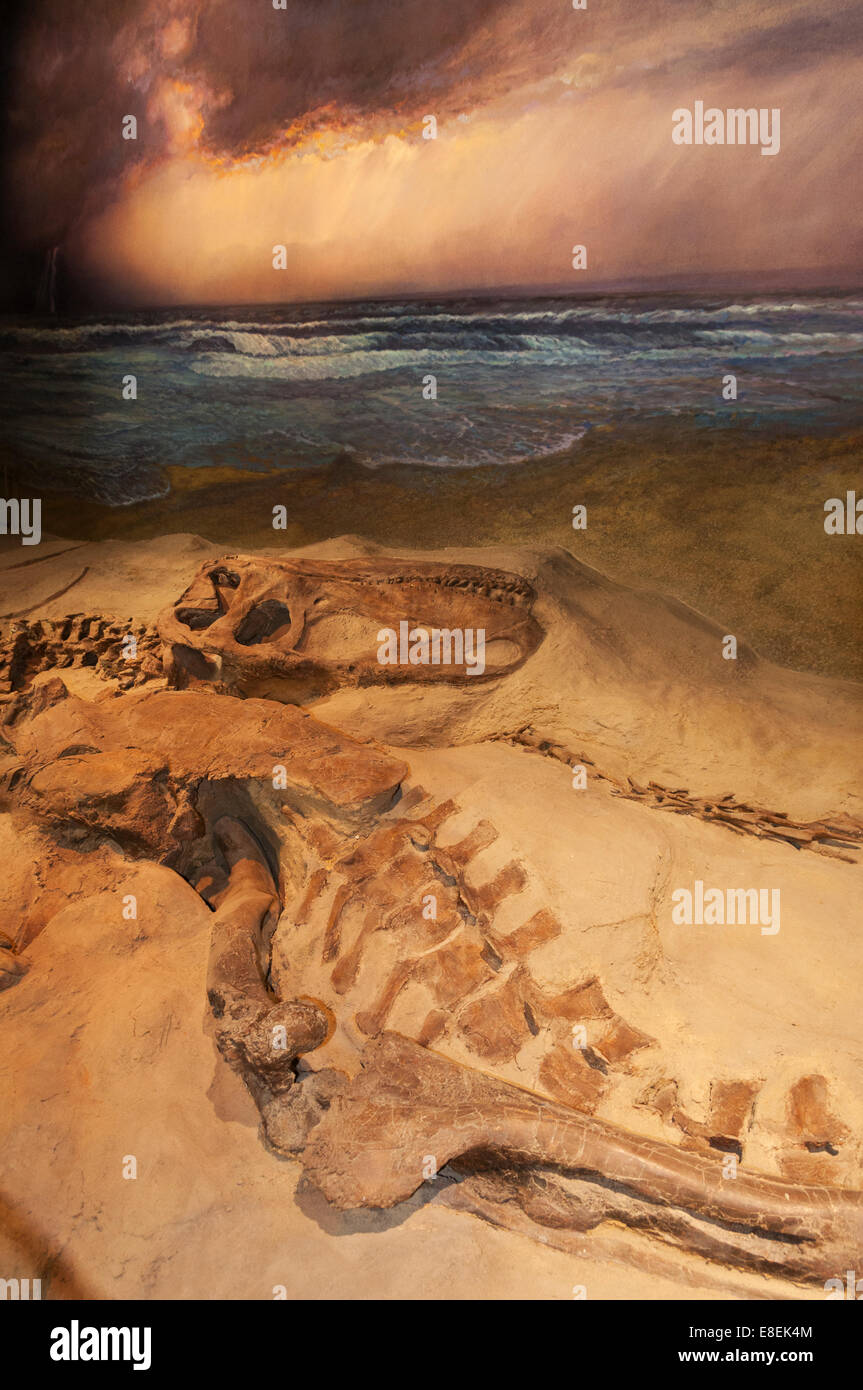 Elk203-6670v Kanada, Alberta, Dinosaur Provincial Park, Visitor Center, fossilen Dinosaurier-Ausstellung Stockfoto