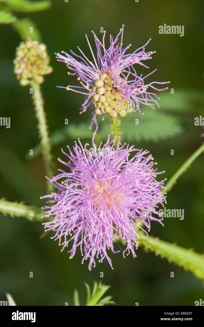 Blütenstand einer Mimose, schleichende Jahres-oder Staude bekannt für seine schnelle Pflanze Bewegung Stockfoto
