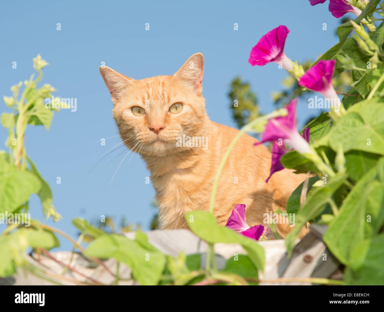 Schöne orange Tabby Katze spähen aus der Mitte der Blumen auf einem hohen Spalier Stockfoto