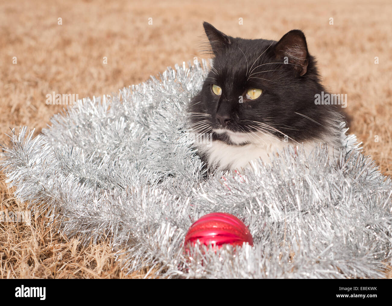 Schöne schwarze und weiße Katze mit Silberflitter - eine Weihnachts-Kitty bedeckt Stockfoto