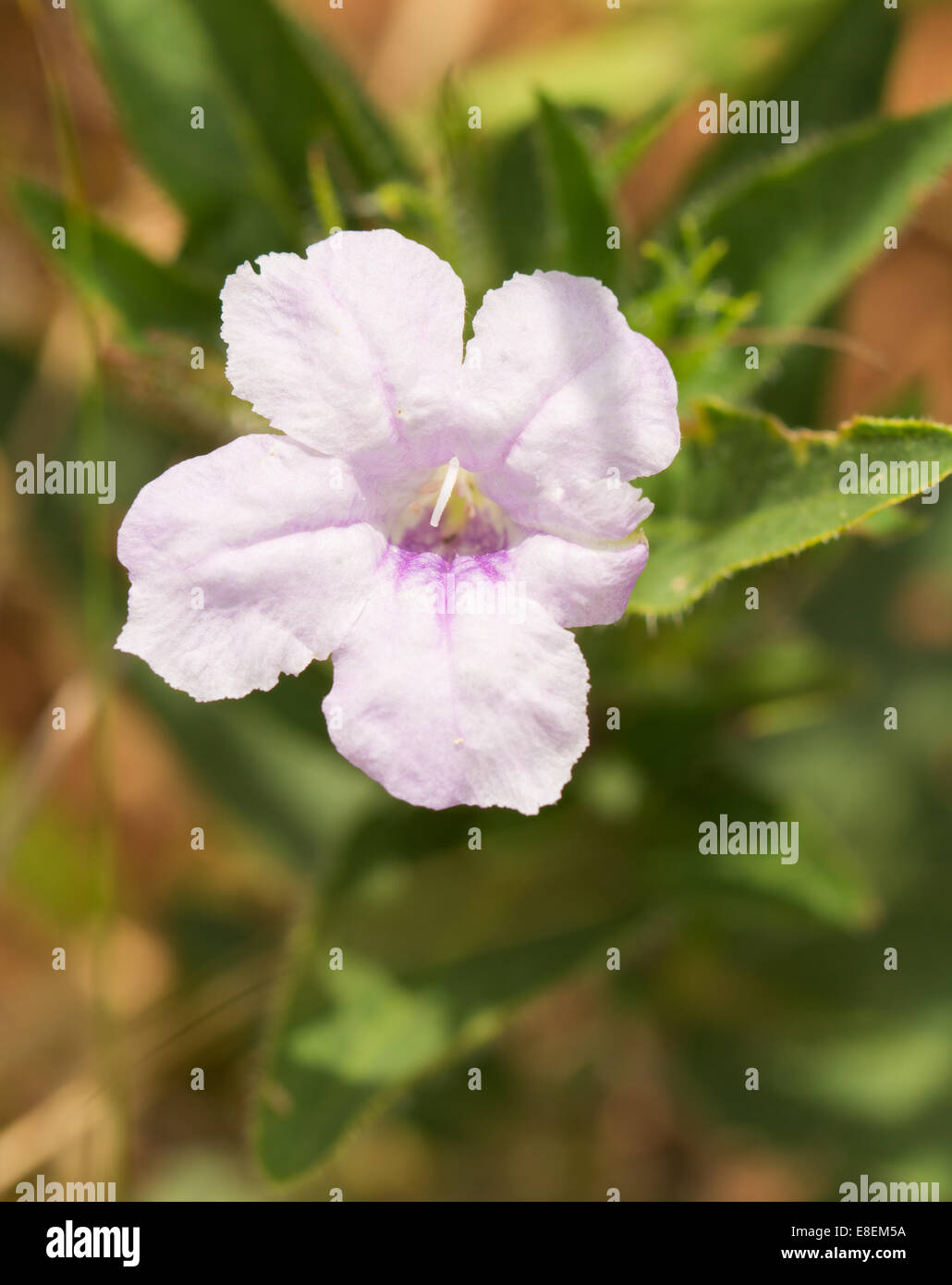 Blasses lila Ruellia Humilis, wilde behaarte Petunia, wächst in Prärie Lebensraum Stockfoto