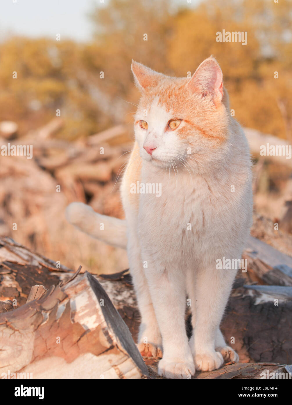 Orange-weiße Kater stehend auf einem Holz stapeln in den späten Abend Sonne Stockfoto