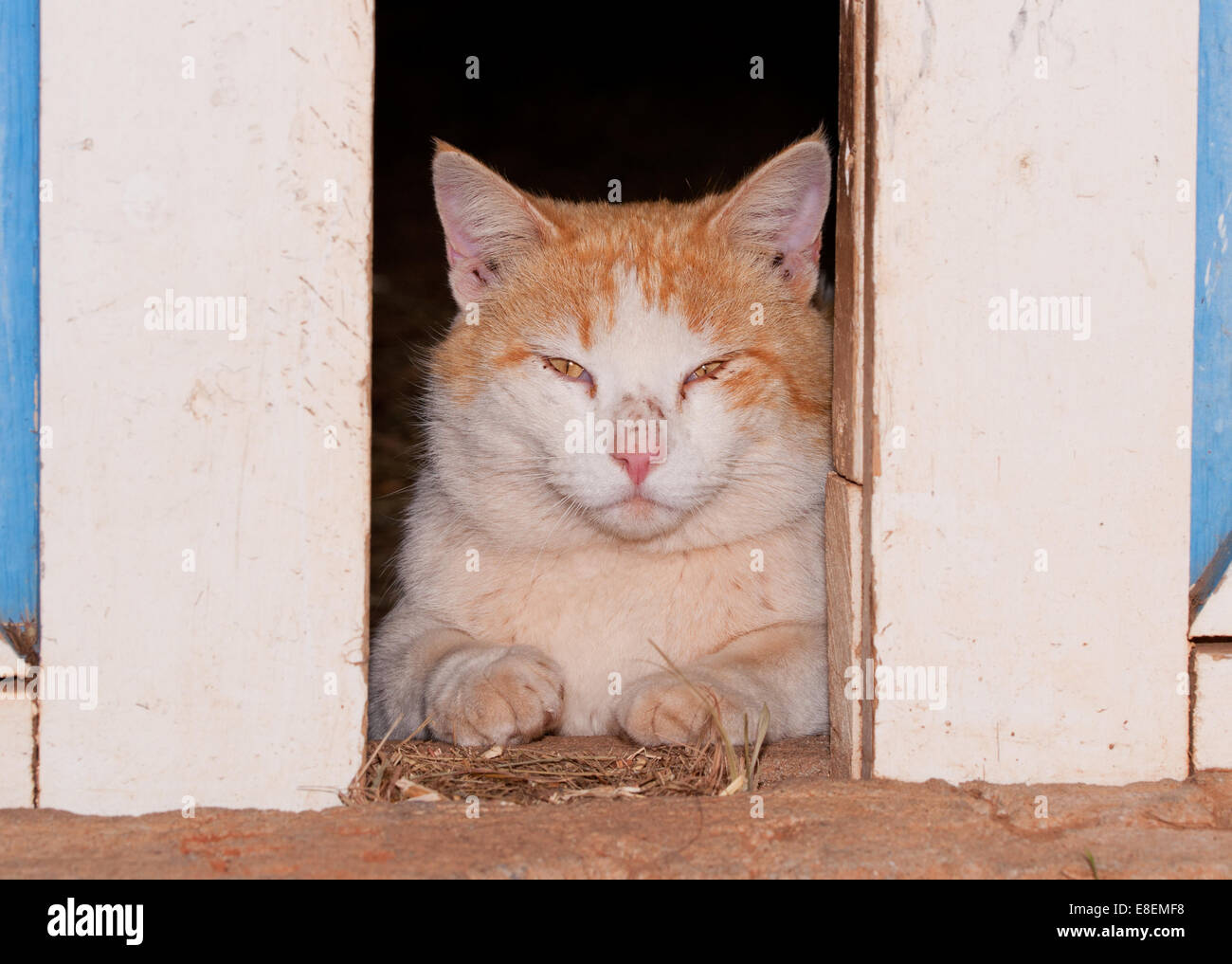 Weißer Ingwer Kater Durchsicht Scheunentore auf den Betrachter Stockfoto