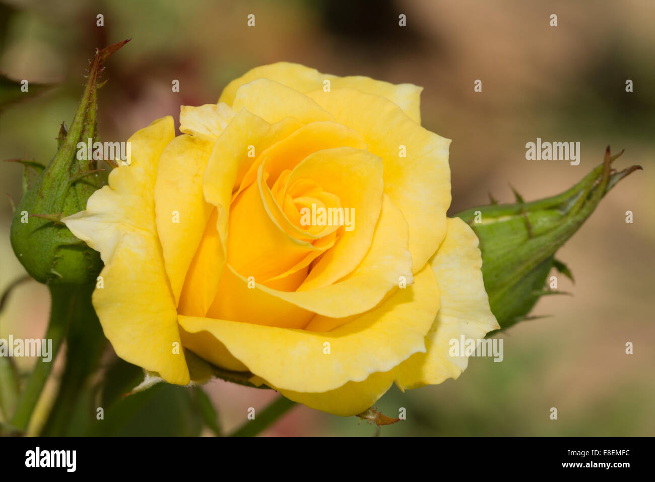 Nahaufnahme von einem hellen Gelb Rosenzucht im Sommergarten Stockfoto