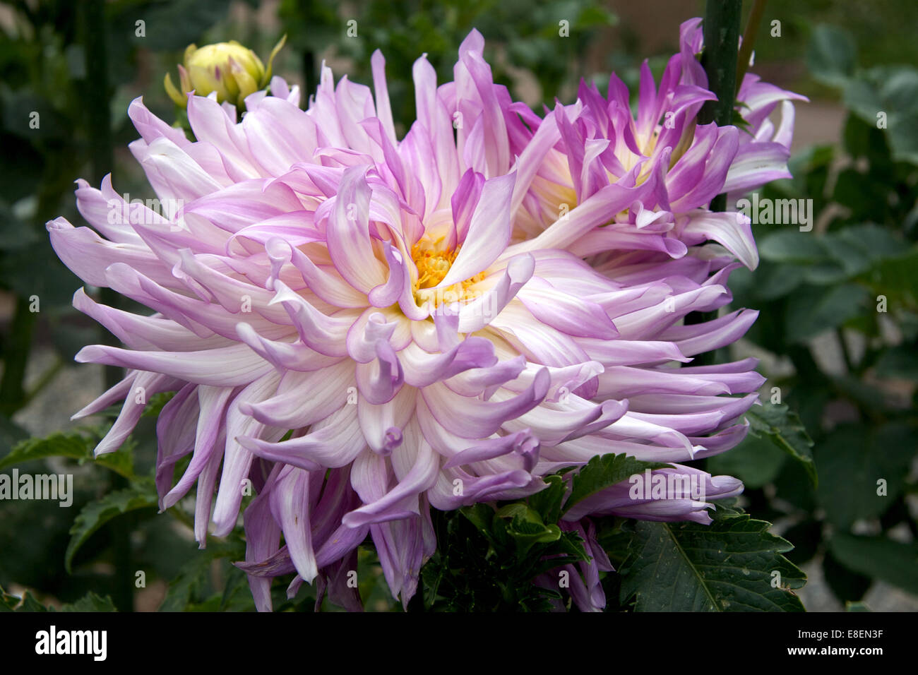 Dahlie Blume Blüte Stockfoto