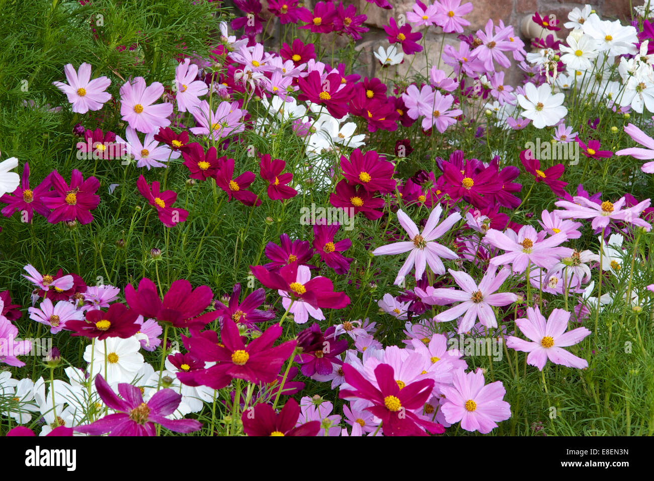 Cosmos Blumen Stockfoto
